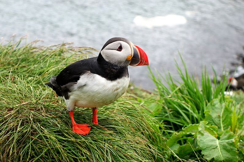 Macareux moine - Borgarfjarðarhöfn - Austurland - Islande