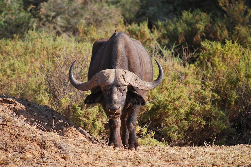 Buffle dans la réserve nationale de Samburu - Kenya