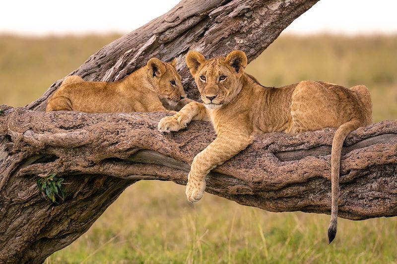 Lionceaux dans la Réserve nationale du Masai Mara - Kenya