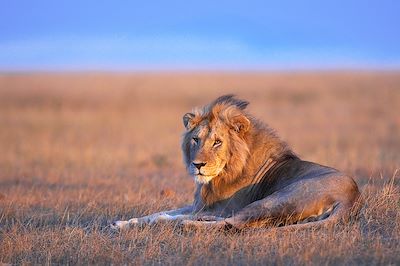 Du Masai Mara à l'Océan Indien