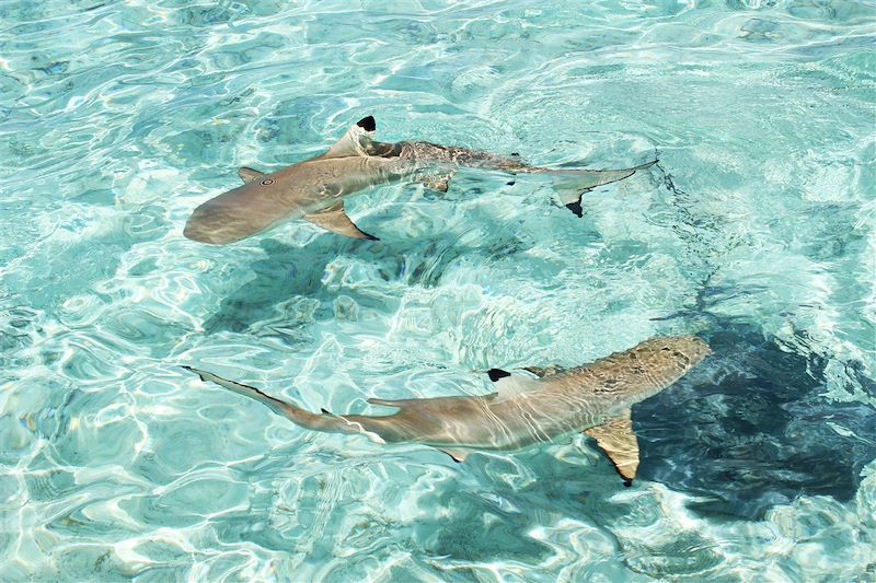 Requins à pointe noire - Polynésie française