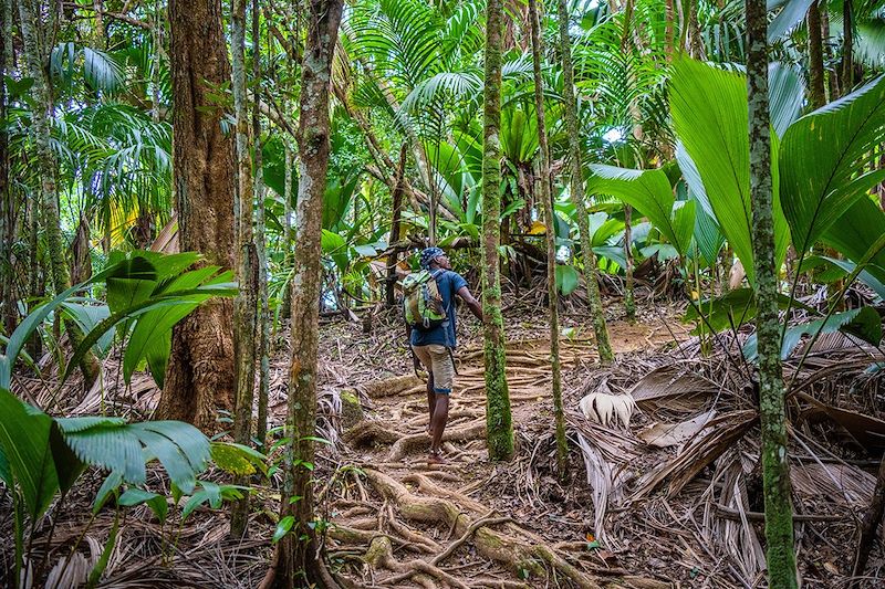 Glacis Noir Nature Trail - Île de Praslin - Seychelles