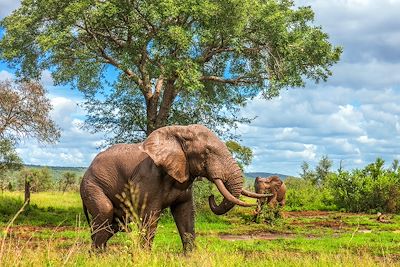 Safaris et paysages époustouflants 