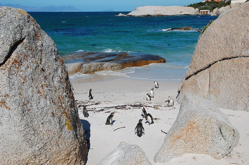 Manchots du Cap - Boulders Beach - Afrique du Sud