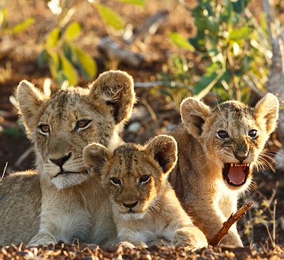 Voyages en famille Afrique du Sud